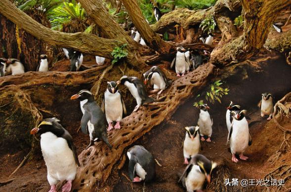 新西兰是发达国家吗，新西兰成为发达国家的原因（凭什么成为发达国家）
