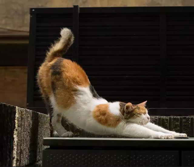 猫咪的尾巴竖起来是什么表现，猫咪像电线杆一样的尾巴可以给我们传递什么信息呢