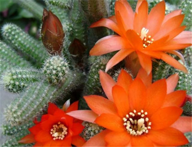 仙人掌开花图片，八种开花勤快的仙人掌植物（40多种罕见的仙人掌开花图）