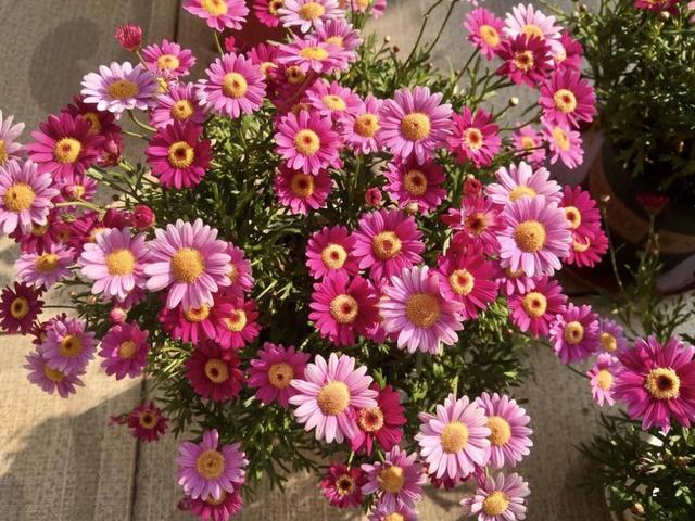 玛格丽特的春天，春天什么花爆盆好养