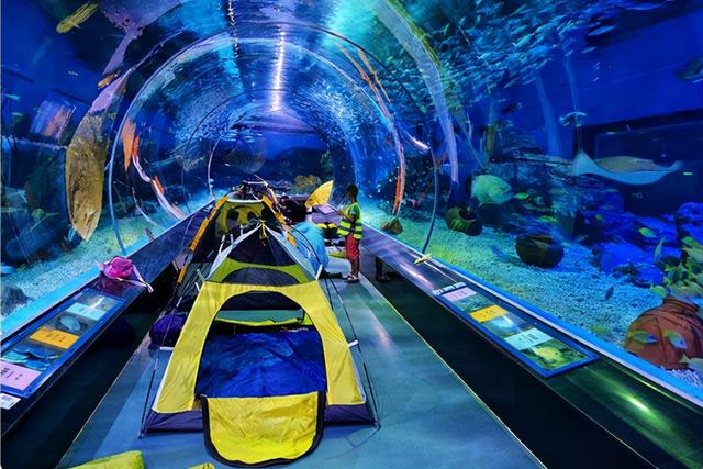 武汉海洋公园游玩记，观鸟、赏花、捕鱼、游园……元旦小长假第一天