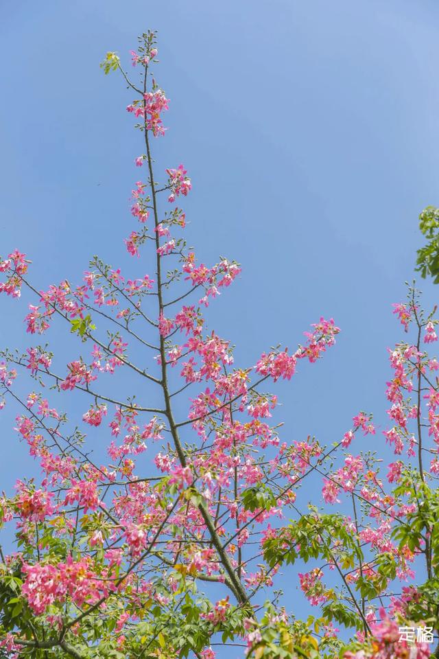 观澜河湿地公园，深圳十个免费特色花海