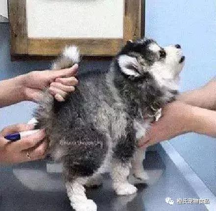 狗狗怎么量体温，怎么给宠物狗测体温（怎么给狗狗量体温）