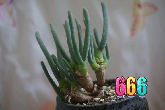 养着省心颜值高又爱长爆盆的多肉，这些多肉大普货