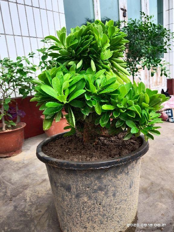 常见镇宅神兽，农村五大镇宅神兽