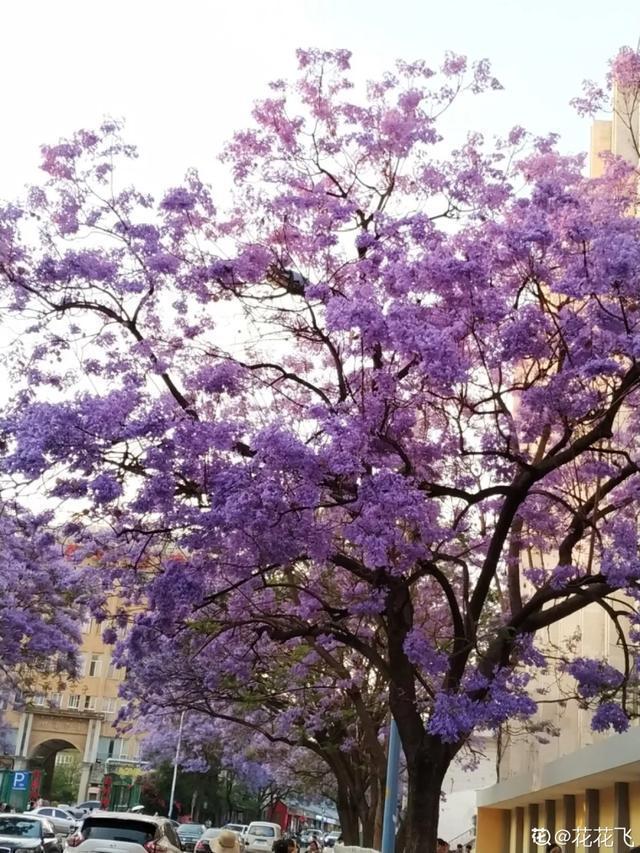 春夏秋冬四季什么花好看，这十种花几乎一年四季都开花