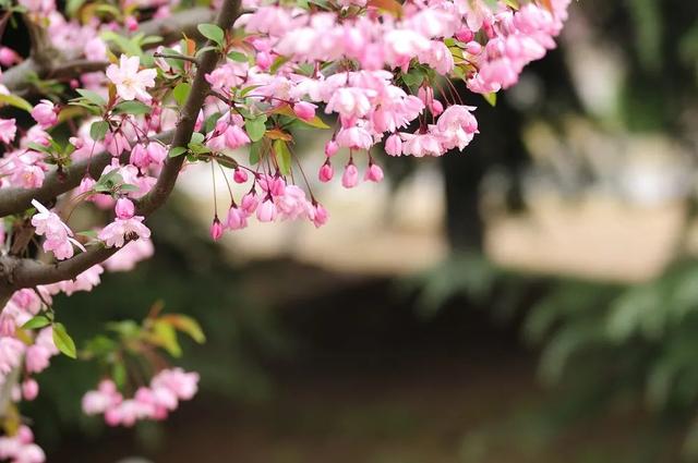 春天开的常见的花，春天最常见的四种花