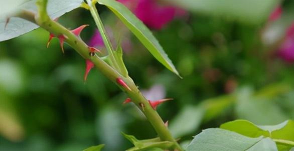 玫瑰与月季的区别，玫瑰和月季的主要区别（一篇文章告诉你它俩之间的差别）