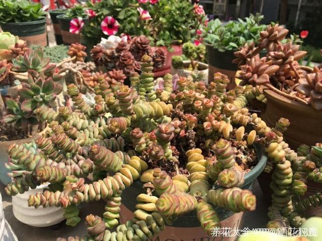 养着省心颜值高又爱长爆盆的多肉，这些多肉大普货