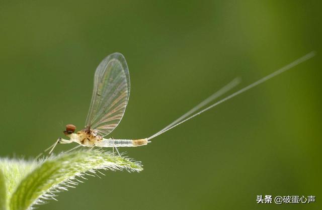 蜉蝣的生命意义，34朝生暮死