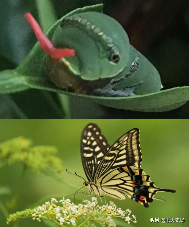 十大最常见的害虫，农村有这6种害虫