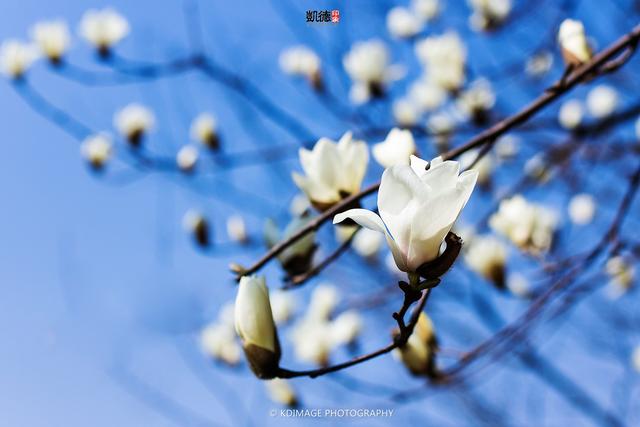 全国春季赏花时间表，收好这10个踏春赏花推荐