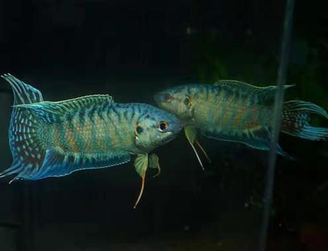 斗鱼的种类及特点，斗鱼科的观赏鱼都有哪些品种