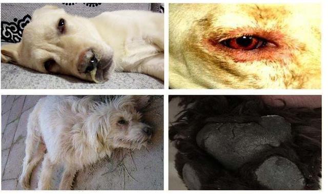 细小犬瘟可以自己治疗吗，1500元不保证治好。DIY在家治细小