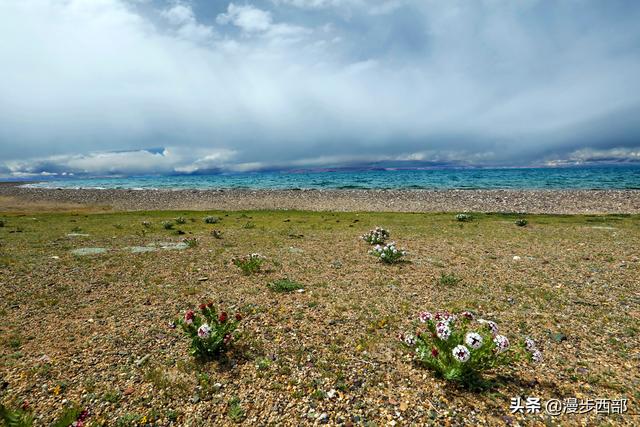 大山里迷人的野花，章丘赵八洞山上的美丽野花