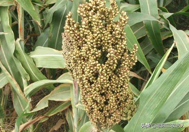 高梁高产栽培技术，高粱怎么种植能高产（高粱高产栽培技术）