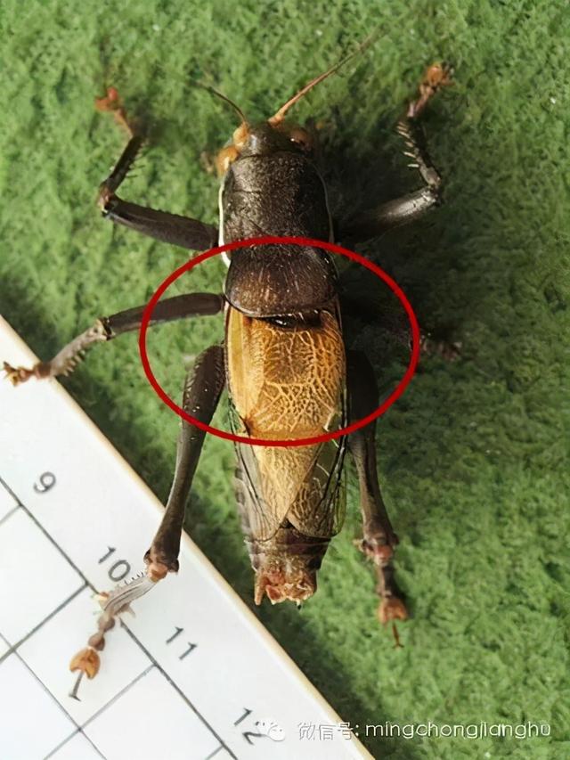 冬天和春天的蝈蝈有区别吗，这篇文章讲清楚了