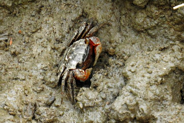 捕捉螃蟹的方法和技巧，它是螃蟹的一种