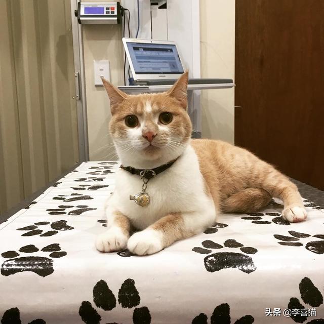 猫流眼泪怎么回事，猫咪有时候会流泪是怎么回事（猫咪流眼泪是因为“感动”而哭——关于猫流眼泪的真相）