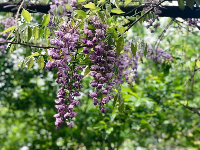 适合庭院养的紫藤花，阳台、院子就种一棵紫藤