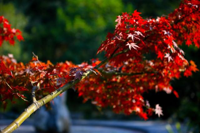 秋天银杏十大绝美诗句，咏上海001号古银杏树