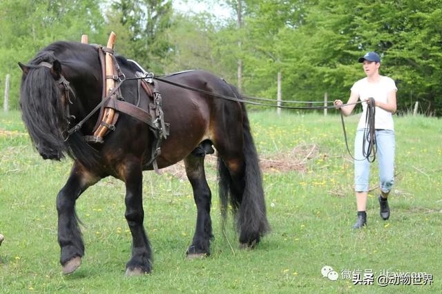 世界十大品种名马，世界上最强的五种马