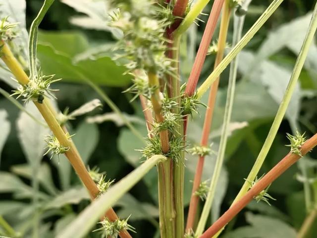 农村100种野菜图片，农村100种常见野菜（让你轻松认识各种野菜和吃法）