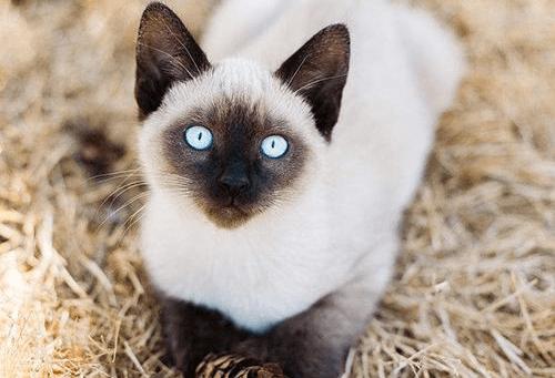 猫耳螨能自愈吗，幼猫的耳螨多久时间才能治愈好