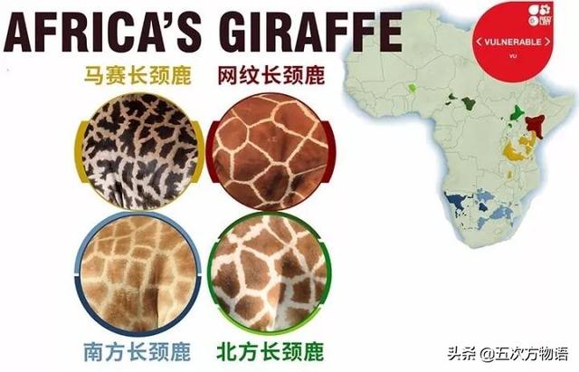 动物的角类型，浅谈哺乳动物的