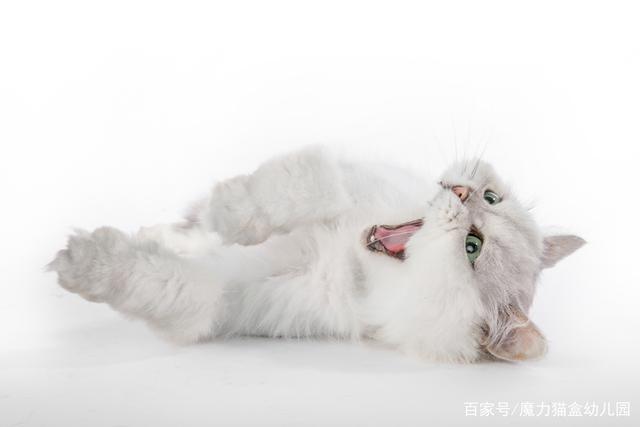 被猫抓了怎么处理，被猫咪抓伤后该怎么处理（被猫抓伤，该怎么处理为好）