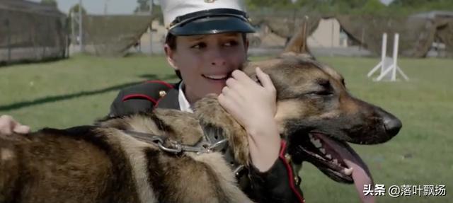 感动全球的几大狗狗电影，感动全球的九大狗狗电影