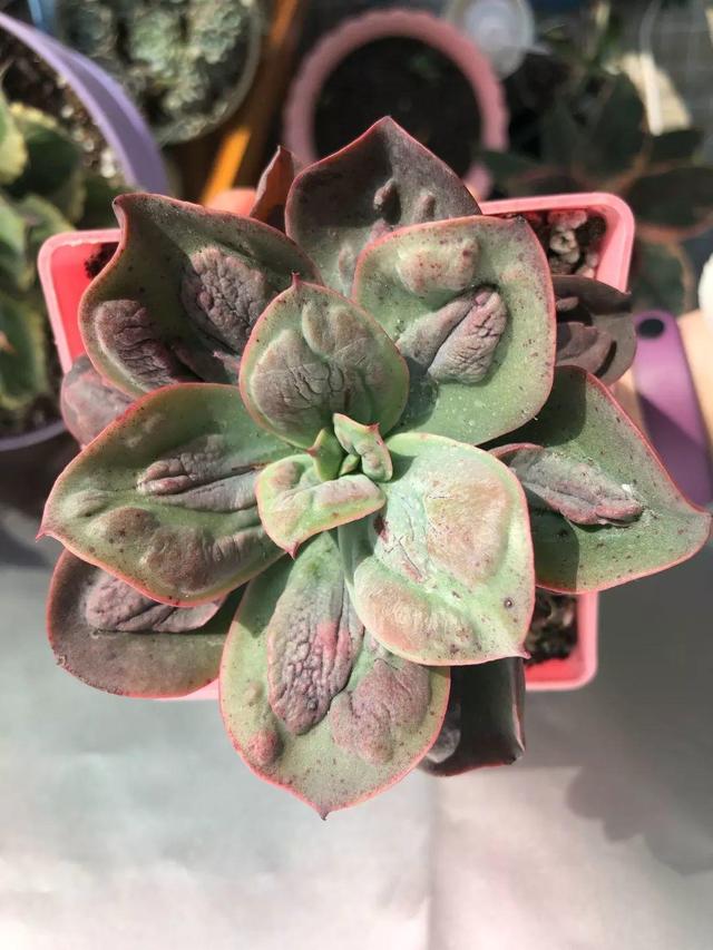 养着省心颜值高又爱长爆盆的多肉，这些多肉大普货