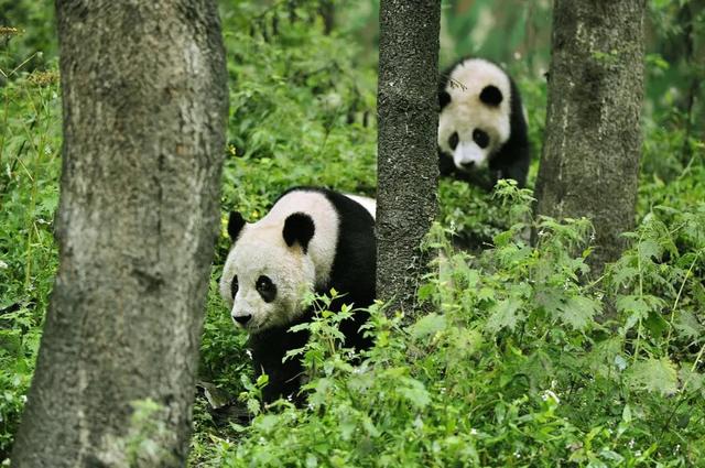 真实的大熊猫的故事，两只“三脚猫”的故事——全球首例大熊猫截肢手术和天生断掌之谜