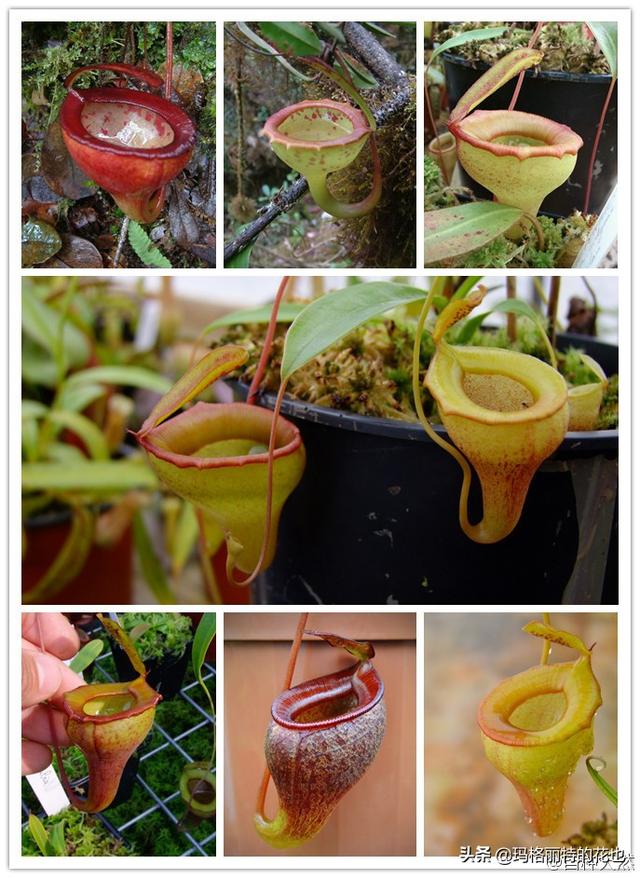通向死亡的甜蜜诱惑，什么猪笼草是最好养（大量吸食它，可致人瘫痪、死亡）
