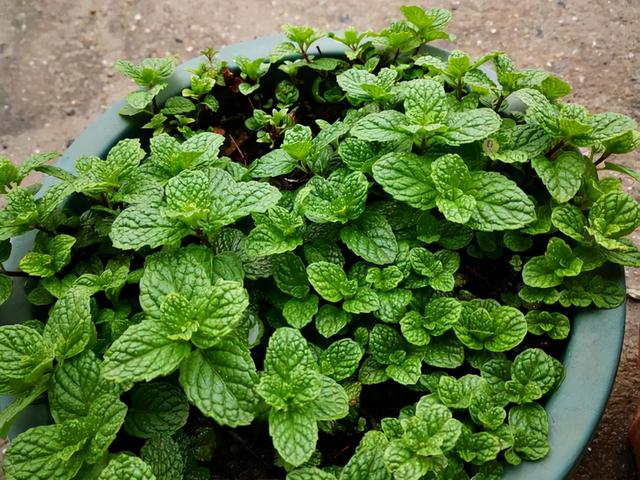 最适合家庭净化空气的花，17种公认的养人花