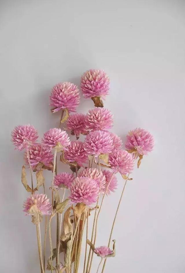 鲜花怎么做成干花，怎么把送的玫瑰花做成干花