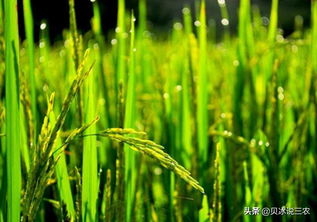 旱稻种植注意什么，掌握旱稻的种植方法