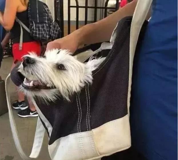 狗狗能不能上地铁，坐地铁，这7类物品不能带