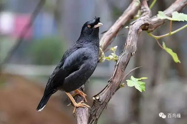 家八哥和鹩哥的区别，八哥与鹩哥常见问题解答