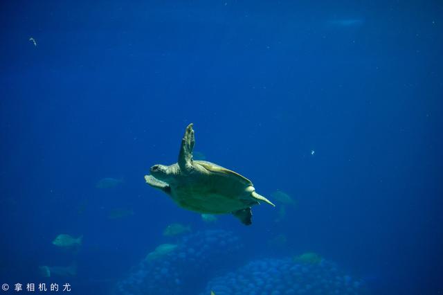 珠海长隆海洋王国有哪些游玩项目，珠海横琴长隆海洋王国