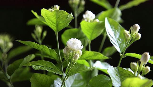 茉莉花的正确修剪方法，茉莉花想修剪抓住