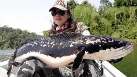 史上最大的淡水鱼类，湄公河捕获600斤黄貂鱼