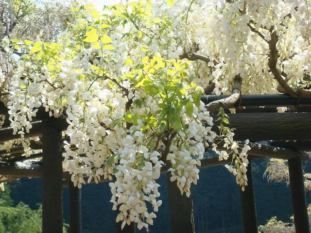 紫藤怎么养才能开花，不养一盆就太可惜了