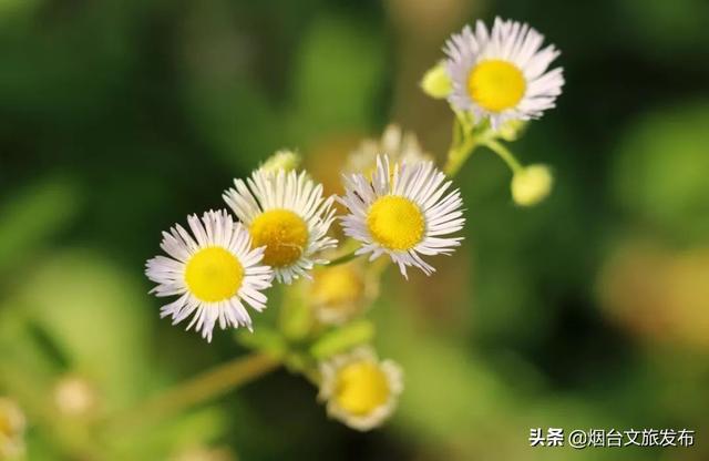 青岛深秋的一抹暖色，美秋的一抹风景独好