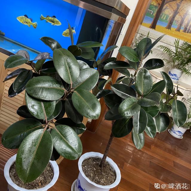 观叶植物的室内摆放，家里盆栽摆放有讲究