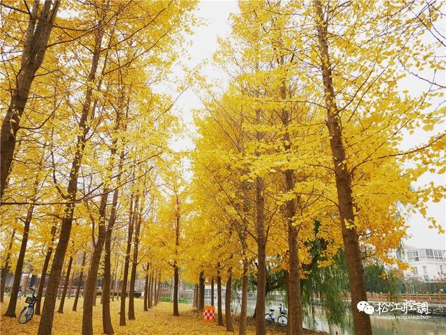 松江一日游免费景点方塔园，在松江你只知道方塔