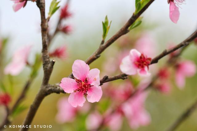 全国春季赏花时间表，收好这10个踏春赏花推荐