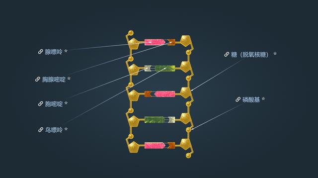 rna由什么组成，什么是RNA