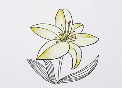 百合花怎么画简笔画，花卉简笔画教程