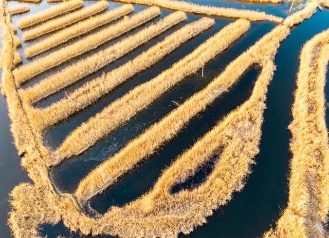 白洋淀冬天的生活，只有60来岁的人才会做……